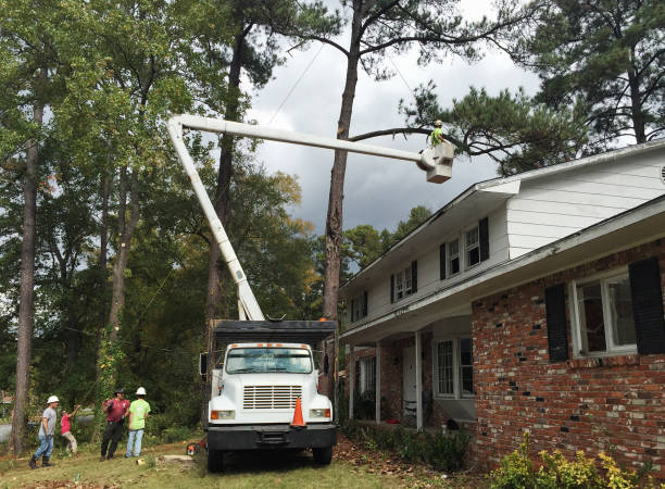 Best Utility Line Clearance  in Oak Hill, FL